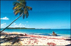 Tamandar�