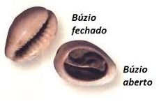 conchas jogo de buzios