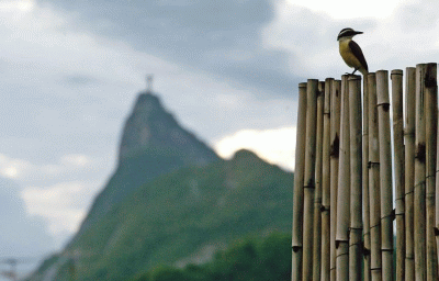 observao de aves no Rio